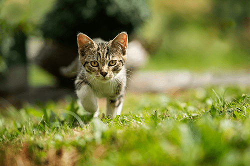 Revierwechsel beim Umzug für Freigänger Katzen